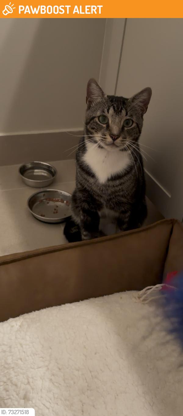 Found/Stray Male Cat last seen Ranchette Rd in West Palm Beach, West Palm Beach, FL 33415