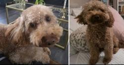 Lost Male Dog last seen Turner and walmsley blv, Chesterfield County, VA 23224