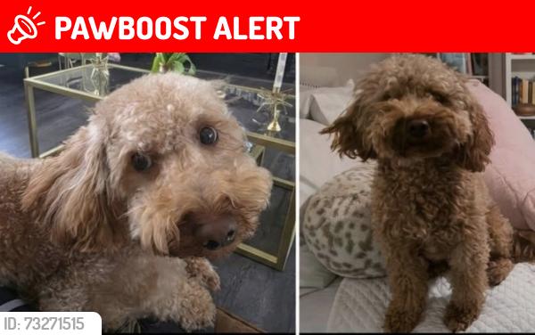 Lost Male Dog last seen Turner and walmsley blv, Chesterfield County, VA 23224