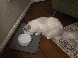 Reunited Male Cat last seen Austin shore, Cypress, TX 77433