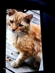 Found/Stray Male Cat last seen F street, Roosevelt Blvd, and Smylie rd, Philadelphia, PA 19124