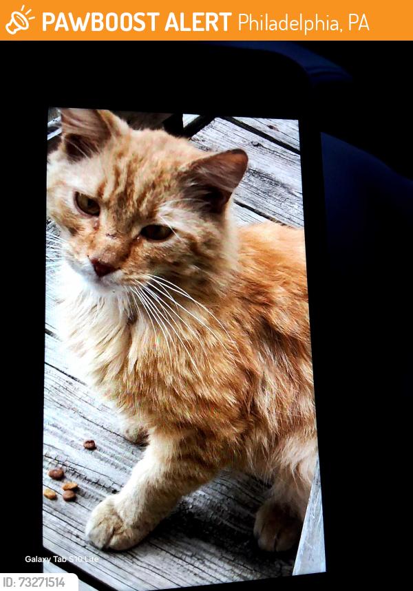 Found/Stray Male Cat last seen F street, Roosevelt Blvd, and Smylie rd, Philadelphia, PA 19124
