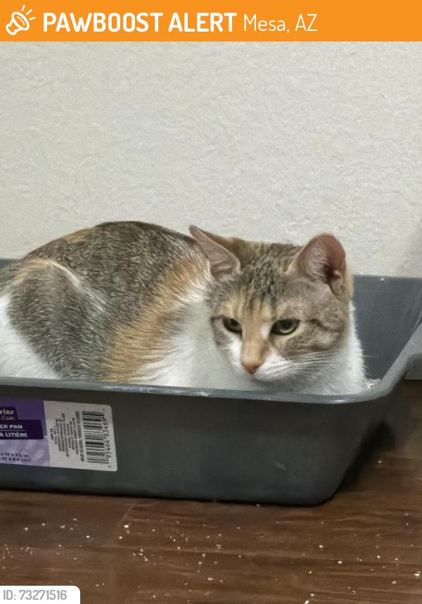 Found/Stray Female Cat last seen Alma school and Rio Salado, Mesa, AZ 85206