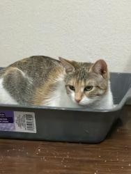 Found/Stray Female Cat last seen Alma school and Rio Salado, Mesa, AZ 85206
