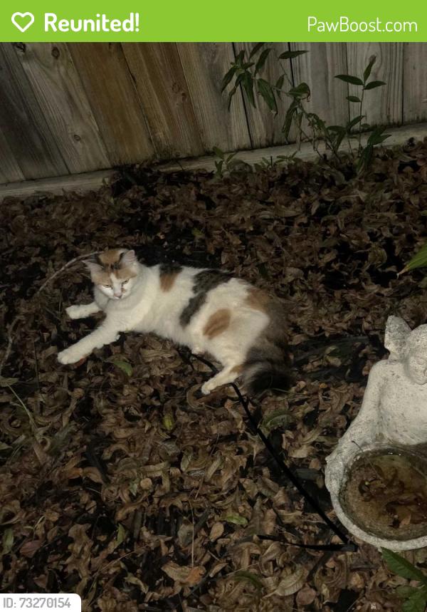 Reunited Female Cat last seen Haven lake dr., Houston, TX 77339