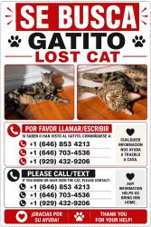 Lost Male Cat last seen Saunders st, Queens, NY 11374