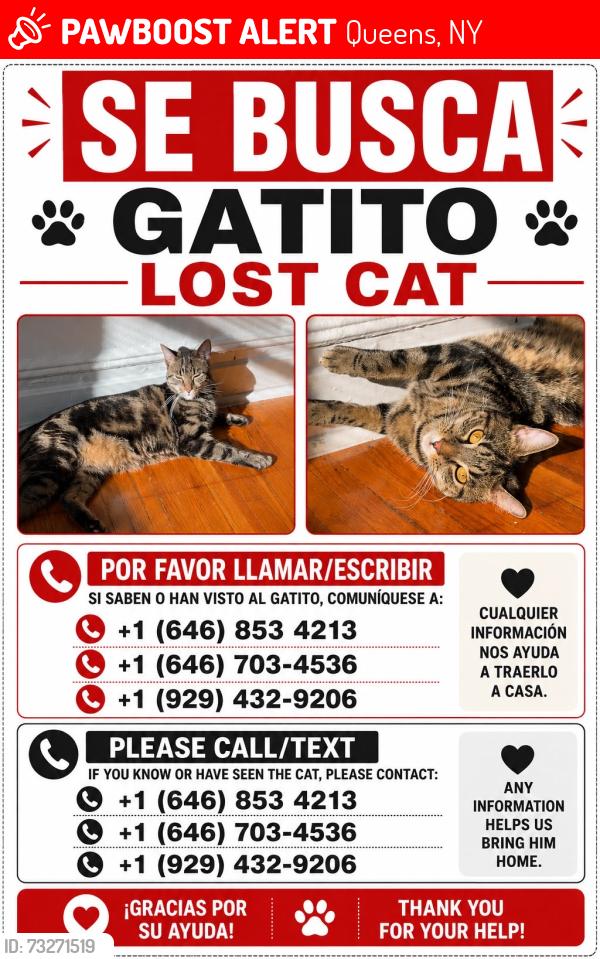 Lost Male Cat last seen Saunders st, Queens, NY 11374