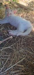 Lost Female Cat last seen Dari Mart on Cal Young, Eugene, OR 97401