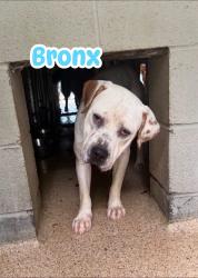 Found/Stray Male Dog last seen Crisman Road in Heiskell (Knox County side), Heiskell, TN 37754