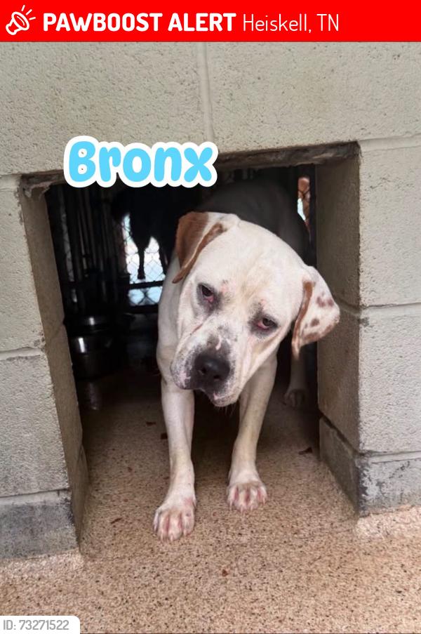 Found/Stray Male Dog last seen Crisman Road in Heiskell (Knox County side), Heiskell, TN 37754