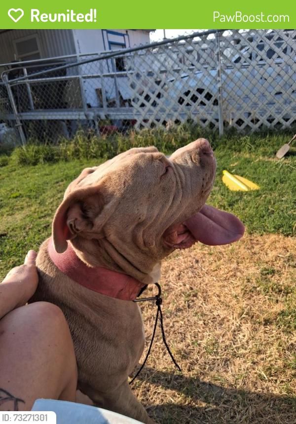 Reunited Female Dog last seen 25th hopkins, Pasco, WA 99301