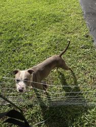 Found/Stray Male Dog last seen Wilcox, Chattanooga, TN 37406