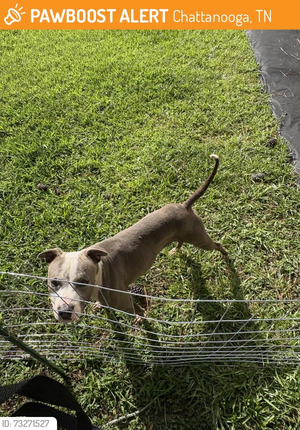 Found/Stray Male Dog last seen Wilcox, Chattanooga, TN 37406