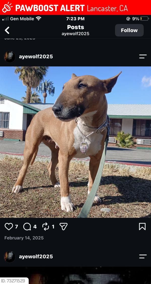 Lost Female Dog last seen IHOP, Lancaster, CA 93536