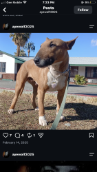 Lost Female Dog last seen IHOP, Lancaster, CA 93536