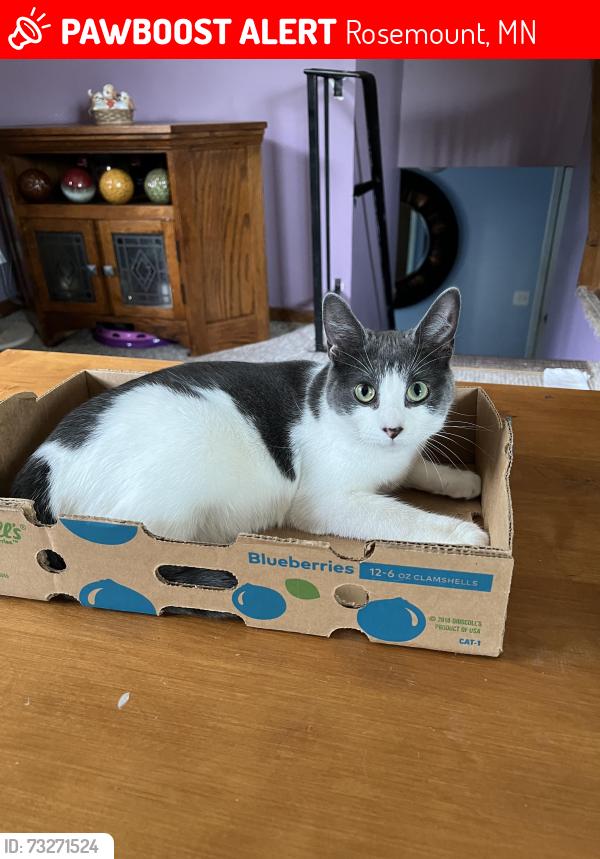 Lost Female Cat last seen By s, Rosemount, MN 55068