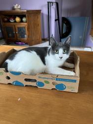 Lost Female Cat last seen By s, Rosemount, MN 55068
