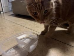 Reunited Male Cat last seen San Bernardino ave and Randal ave, Fontana, CA 92335