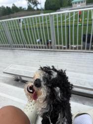 Lost Male Dog last seen Spring walk way and clear spring, Lawrenceville, GA 30046