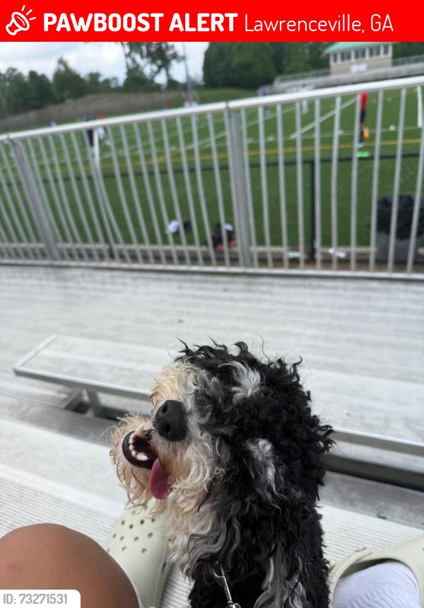 Lost Male Dog last seen Spring walk way and clear spring, Lawrenceville, GA 30046