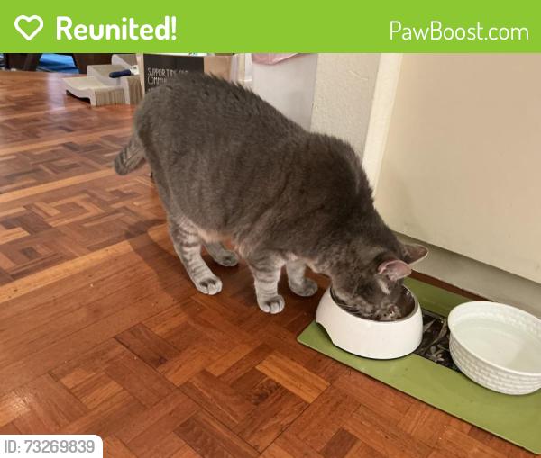 Reunited Male Cat last seen Mooring Road and Pt San Pedro Road, San Rafael, CA 94901