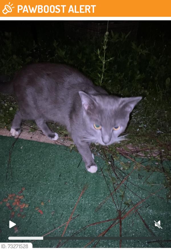 Found/Stray Male Cat last seen Cleaves rd, north fort myers, North Fort Myers, FL 33903