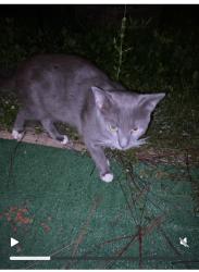 Found/Stray Male Cat last seen Cleaves rd, north fort myers, North Fort Myers, FL 33903