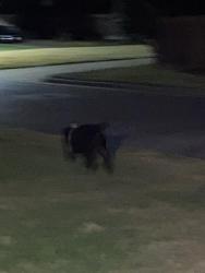 Found/Stray Male Dog last seen Near W Arkansas Ln, Arlington, TX 76016