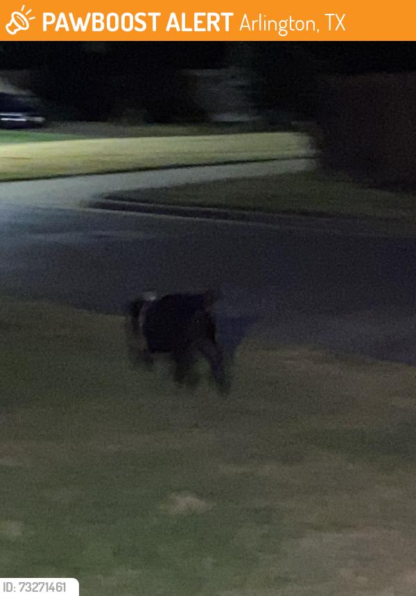 Found/Stray Male Dog last seen Near W Arkansas Ln, Arlington, TX 76016