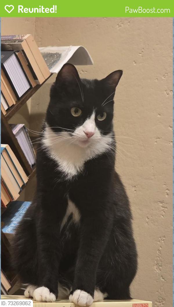 Reunited Male Cat last seen 1st str., Pleasanton, CA 94566