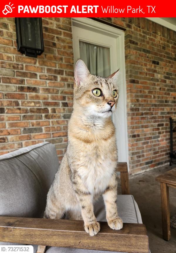 Lost Male Cat last seen Ranch hse rd willow park, Willow Park, TX 76087
