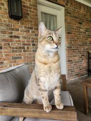 Lost Male Cat last seen Ranch hse rd willow park, Willow Park, TX 76087