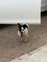 Reunited Male Dog last seen Ellsworth, Mesa, AZ 85208