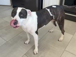 Found/Stray Female Dog last seen USS Bullhead Park, Albuquerque, NM 87108