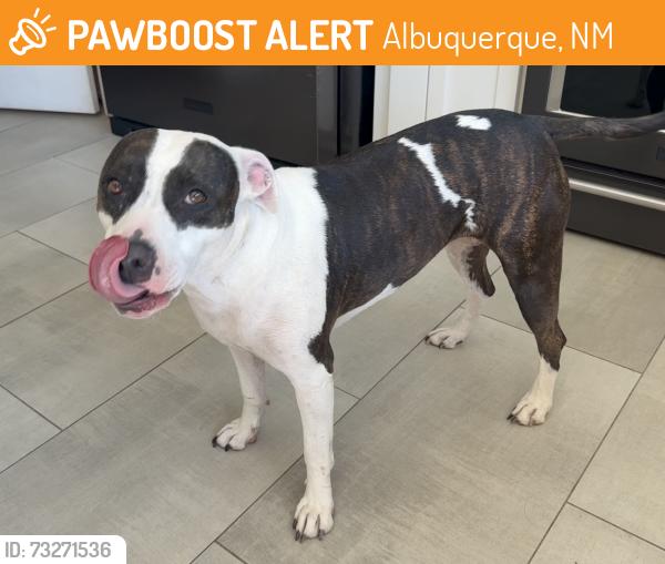 Found/Stray Female Dog last seen USS Bullhead Park, Albuquerque, NM 87108
