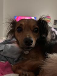 Lost Female Dog last seen gate pkwy, Jacksonville, FL 32246