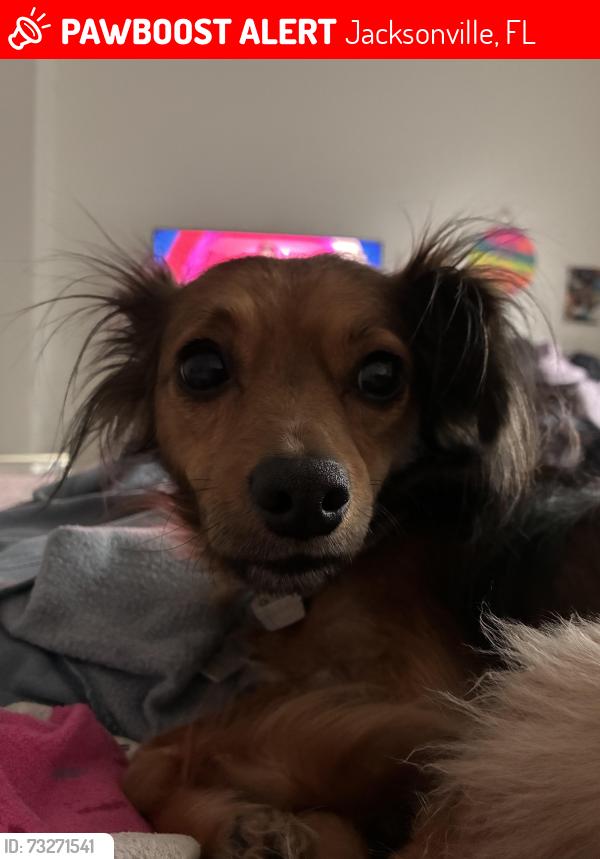 Lost Female Dog last seen gate pkwy, Jacksonville, FL 32246