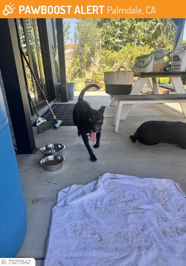 Found/Stray Male Dog last seen 37th Street east and Avenue S, Palmdale, CA 93550