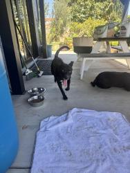 Found/Stray Male Dog last seen 37th Street east and Avenue S, Palmdale, CA 93550