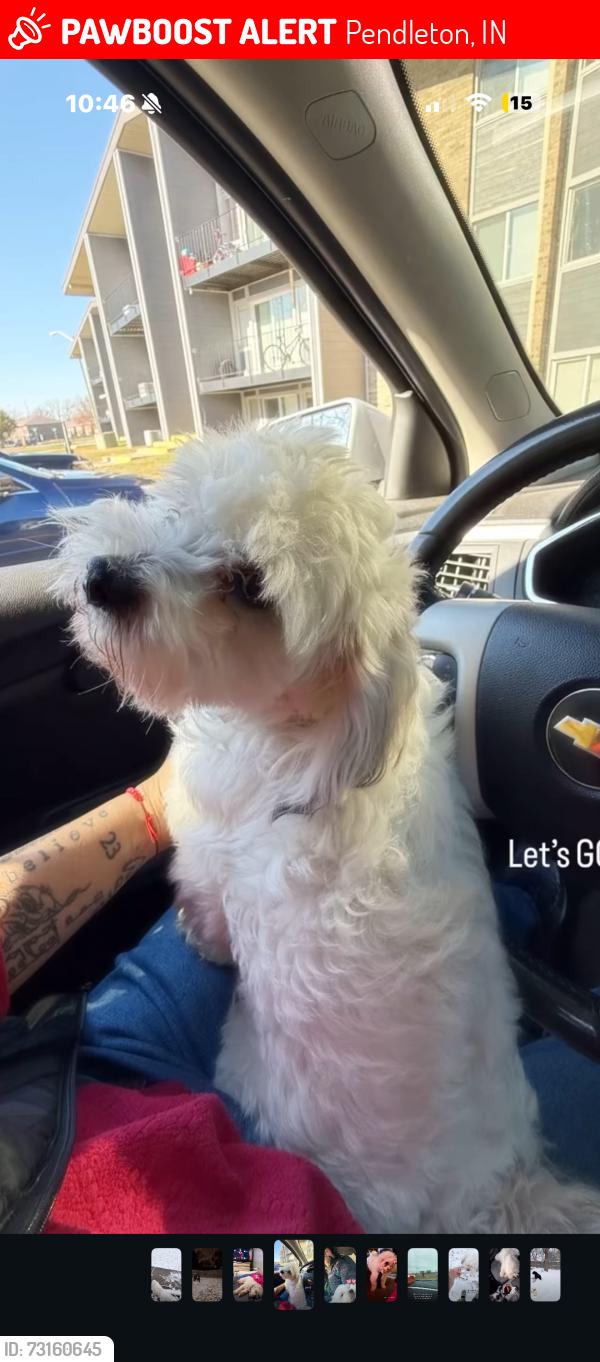 Lost Male Dog last seen Pendleton Pike Lawrence, Pendleton, IN 46064