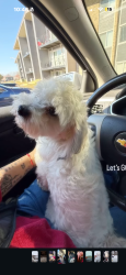 Lost Male Dog last seen Pendleton Pike Lawrence, Pendleton, IN 46064