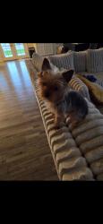 Lost Male Dog last seen Sun beam, Manteca, CA 95337