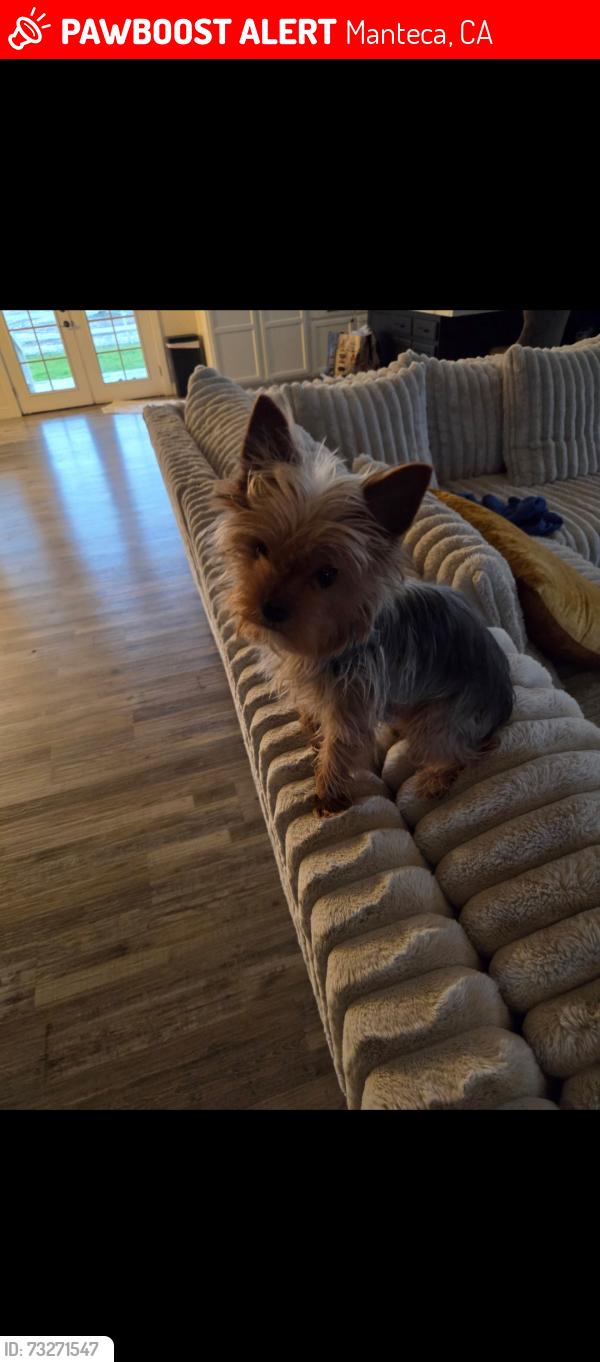 Lost Male Dog last seen Sun beam, Manteca, CA 95337