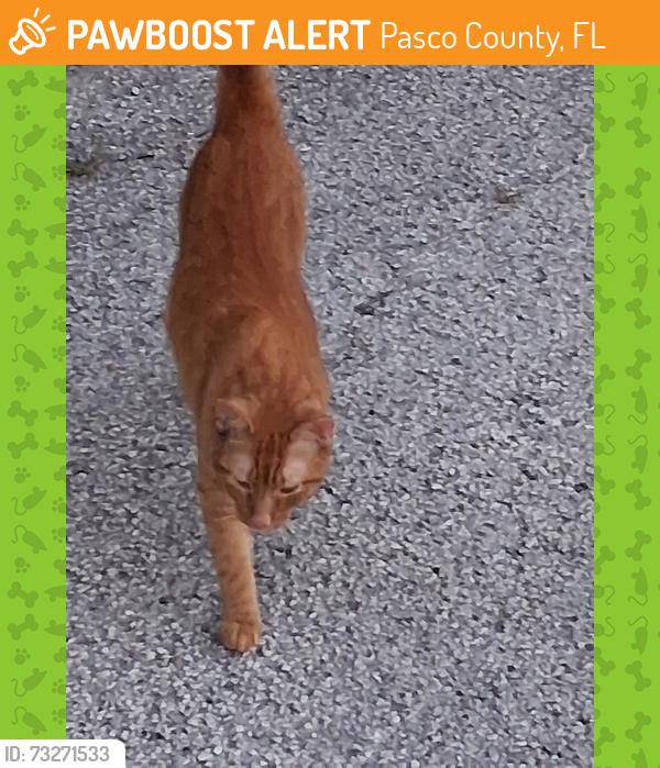 Found/Stray Female Cat last seen US 301 and Morningside Dr. Dade City, FL., Pasco County, FL 33525