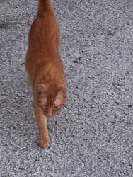 Found/Stray Female Cat last seen US 301 and Morningside Dr. Dade City, FL., Pasco County, FL 33525