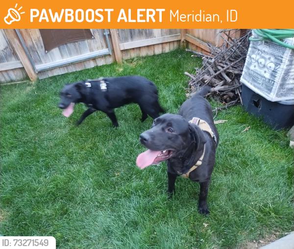 Found/Stray Male Dog last seen Elsinore and Peach Springs, Meridian, ID 83646