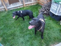 Found/Stray Male Dog last seen Elsinore and Peach Springs, Meridian, ID 83646