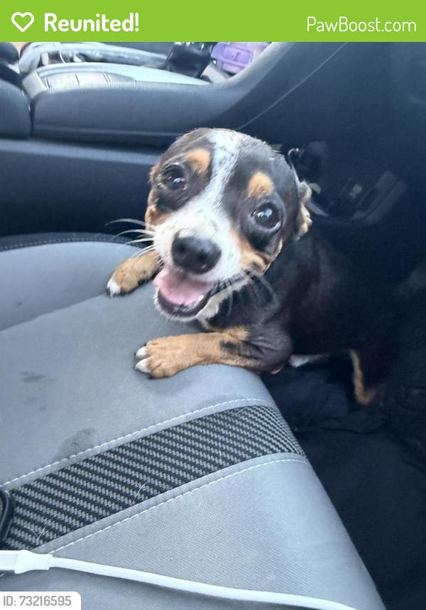 Reunited Male Dog last seen Cliffstone hills, Conroe, TX 77301
