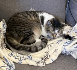 Reunited Male Cat last seen Near Livingston Dr, Denton, TX 76210, USA, Denton, TX 76210