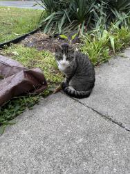 Found/Stray Unknown Cat last seen Ballantyne Road, Syracuse, NY 13205